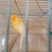 سهره کرمانی ماده