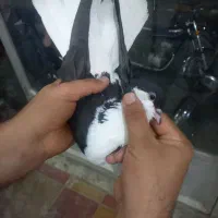 کبوتر دوکت کاکلی ماده به شرط تخم بچ