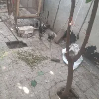 جوجه مرغ و خروس