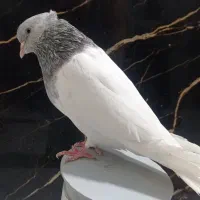 نر کله ای