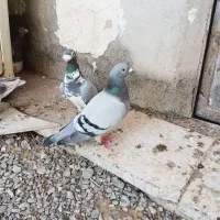 کبوتر