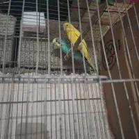 مرغ عشق