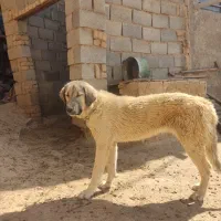 میکس سراب و پژدر