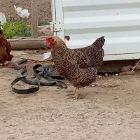 مرغ سالم