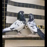 کله دم زغالی.دم زغالی و پلنگ سیاه