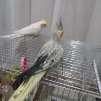 از‌خود‌مرند‌دوعدد‌‌عروس