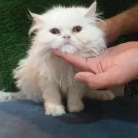 گربه عروسکی  بامزه دوست داشتنی