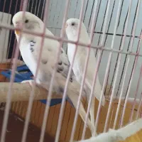 مرغ عشق|پرنده|نقده, |دیوار