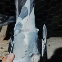 نر جانسون و قره نر پلاکی