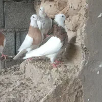 سلام دو جعفت طوقی دارم برای فروش