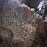 فروش علف باغی