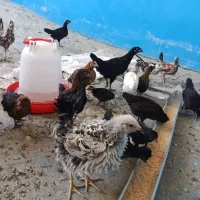 جوجه گلین