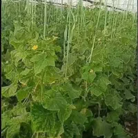 فروش اسکلت گلخانه