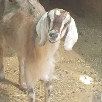 بز دورگ شیر وار