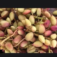 پسته دامغان  خوشکبار