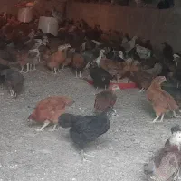 جوجه نیمچه گلپایگان