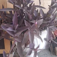 دوعد گلدان بزرگ ۱۲۰۰