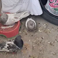 کفتر
