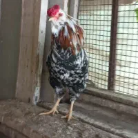 خروس گلین لری