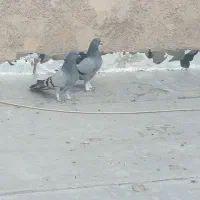 کبوتر