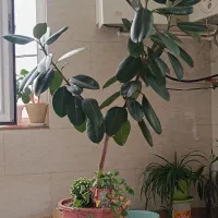 گل و گیاه|گل و گیاه طبیعی|سقز, |دیوار