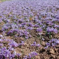 مشاوره بازاریابی، جذب مشتری خارجی برای زعفران