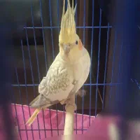 عروس هلندی