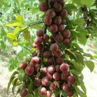 فروش-باغ-ویلا5-500متری-بر-جاده-خرم-آباد-الشتر