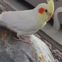 عروس هلندی
