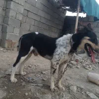 456|سگ|ایرانشهر, |دیوار