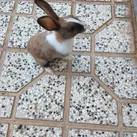 فروش خرگوش