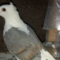 کبوتر
