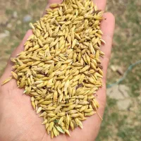 جو بذری  ال‌بی درجه یک ۲ تن