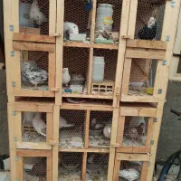 کبوتر کفتر رنگی