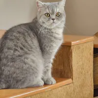 گربه گم شده طوسی با دم ضخیم