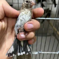 فروش بهترین جوجه سیره