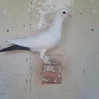 دمبی