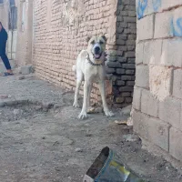 سگ گله به شرط
