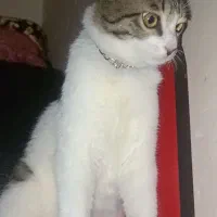 گمشدن گربه dsh