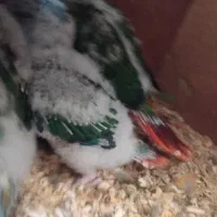 گرینچیک اماده دستی شدن و حرف زدن