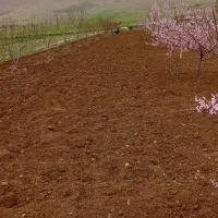 تیلر شخم زنی
