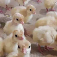 جوجه بوقلمون یک روزه