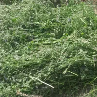 یونجه ی خالص