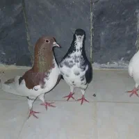 خوشرنگ سیاه گلدار ماده