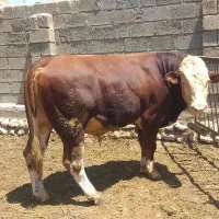 فروش گاو نر تخمی و پروار