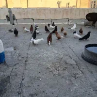 کفتر رنگی سری قیمت مناسب قفس جوجه گیری