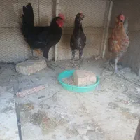 خروس جوان