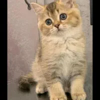 گربه اسکاتیش بریتیش مجموعه میولند