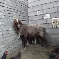 گوسفند|حیوانات مزرعه|باوی, |دیوار