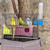 مرغ عشق بالغ